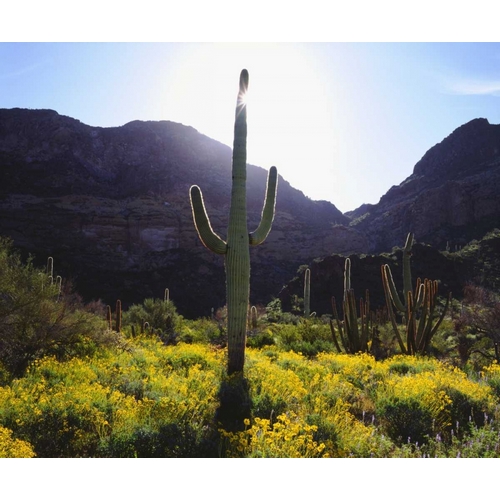 Talbot Frank, Christopher 아티스트의 Arizona, Organ Pipe Cactus NM flowers and cacti 작품